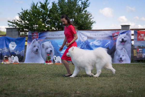 Samojed klub SK – Champion