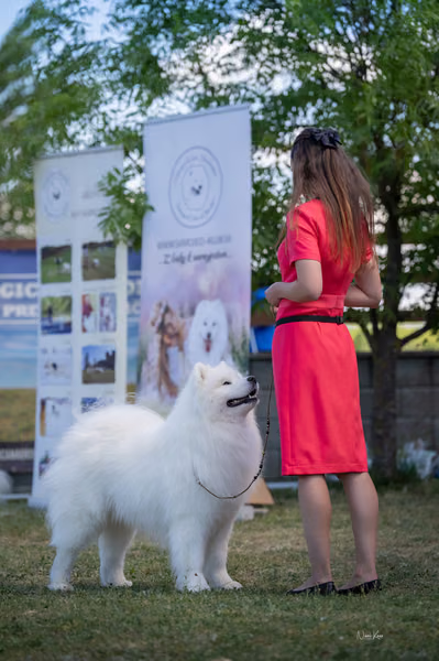 Samojed klub SK – Champion