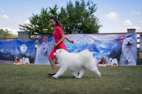 Samojed klub SK – Champion