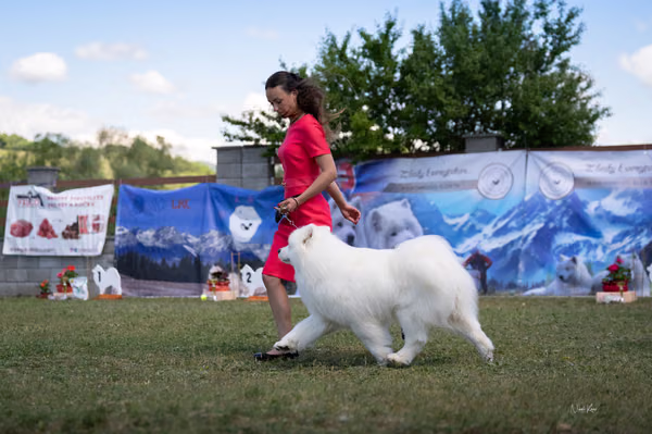 Samojed klub SK – Champion