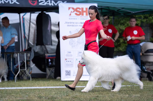 Samojed klub SK – Champion