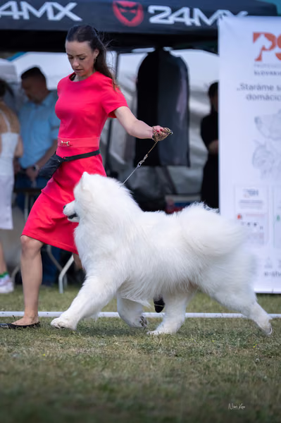 Samojed klub SK – Champion