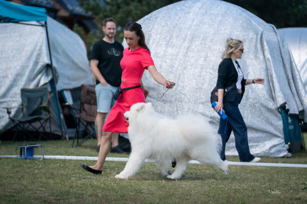 Samojed klub SK – Champion