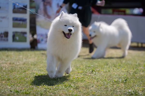 Samojed klub SK – Champion