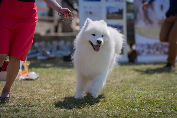 Samojed klub SK – Champion