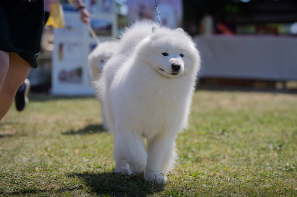 Samojed klub SK – Champion