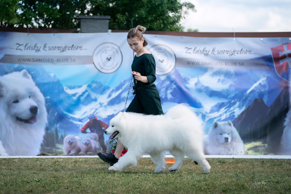 Samojed klub SK – Champion