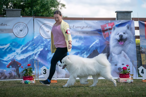 Samojed klub SK – Champion