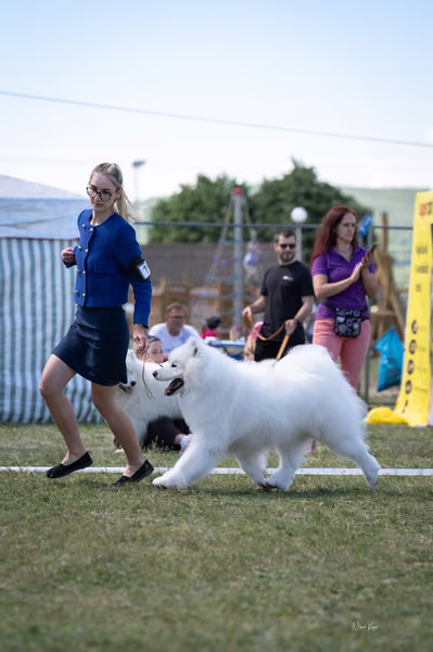 Samojed klub SK – Champion