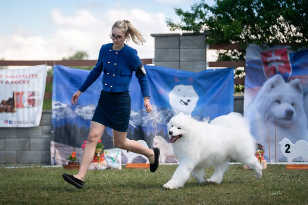 Samojed klub SK – Champion