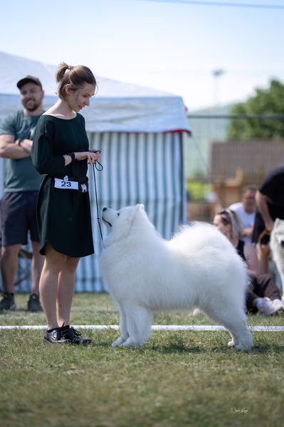 Samojed klub SK – Champion