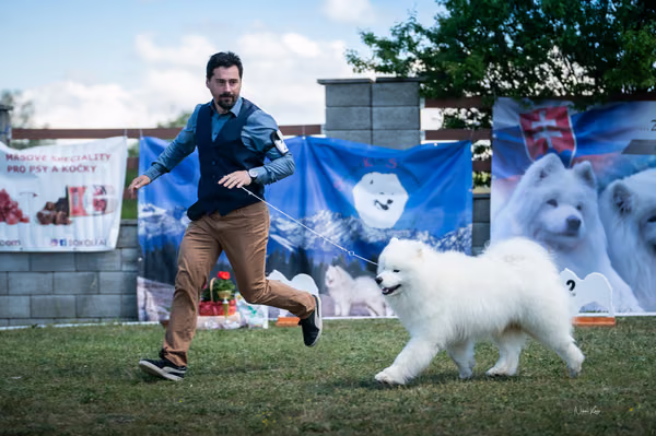 Samojed klub SK – Champion