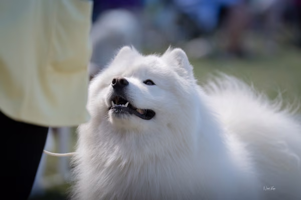 Samojed klub SK – Champion