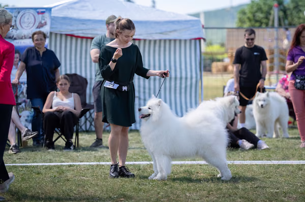 Samojed klub SK – Champion