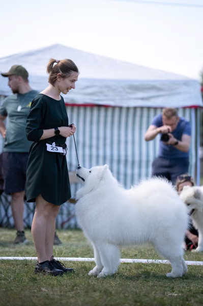 Samojed klub SK – Champion