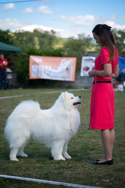 Samojed klub SK – Champion