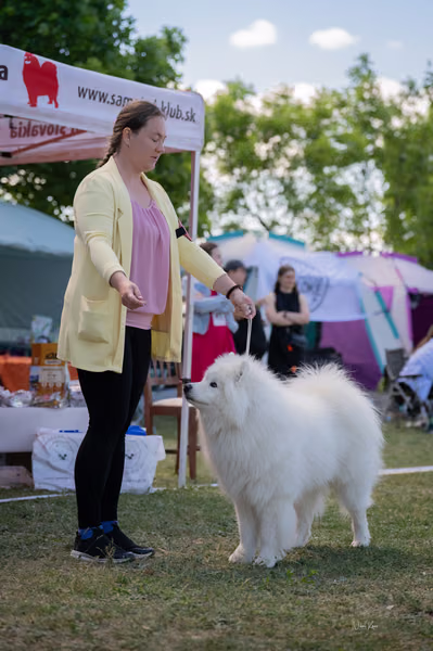 Samojed klub SK – Champion