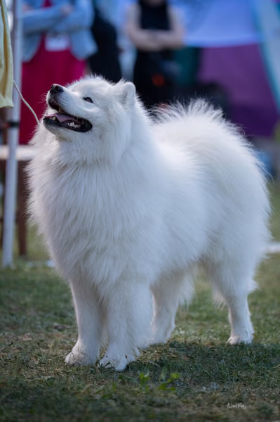Samojed klub SK – Champion