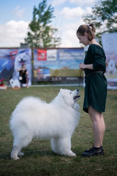 Samojed klub SK – Champion
