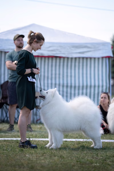 Samojed klub SK – Champion
