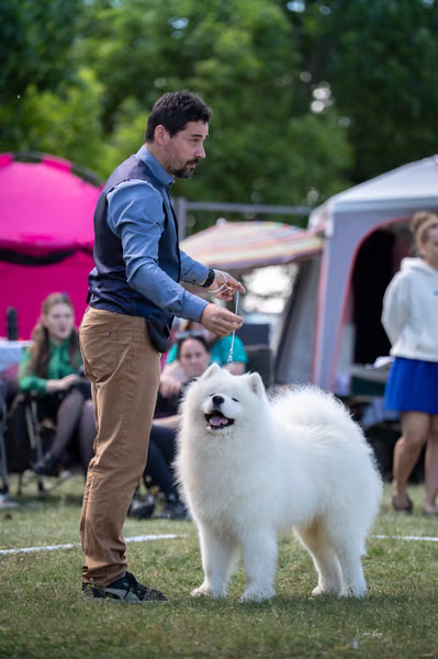 Samojed klub SK – Champion