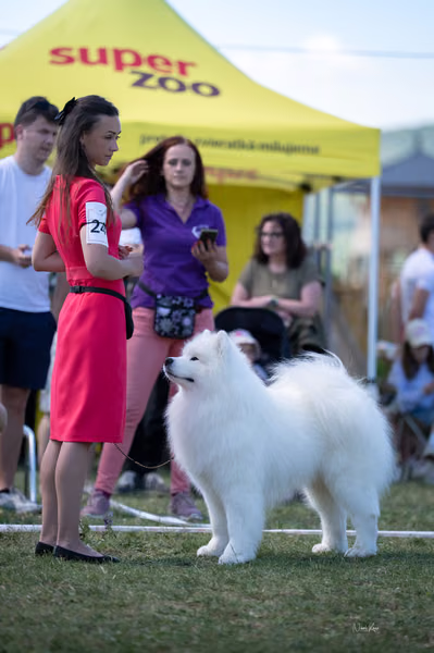 Samojed klub SK – Champion