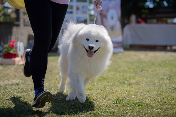 Samojed klub SK – Champion