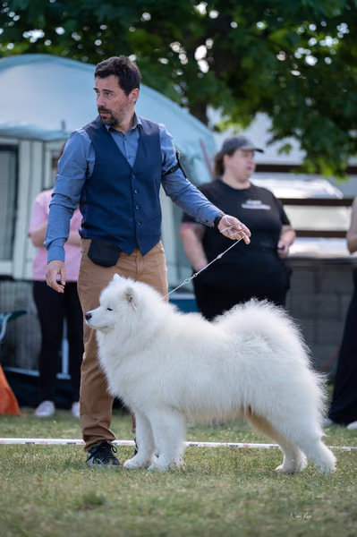 Samojed klub SK – Champion