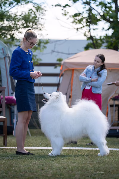 Samojed klub SK – Champion