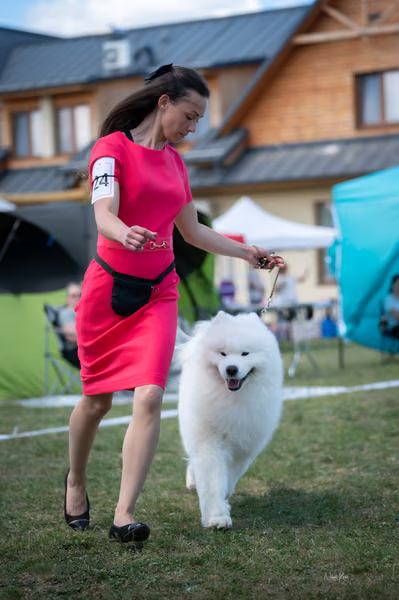 Samojed klub SK – Champion