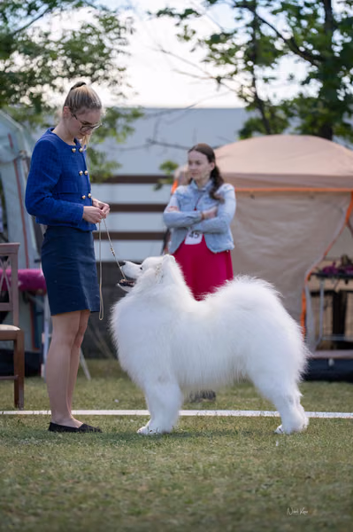Samojed klub SK – Champion