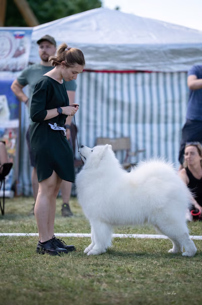 Samojed klub SK – Champion
