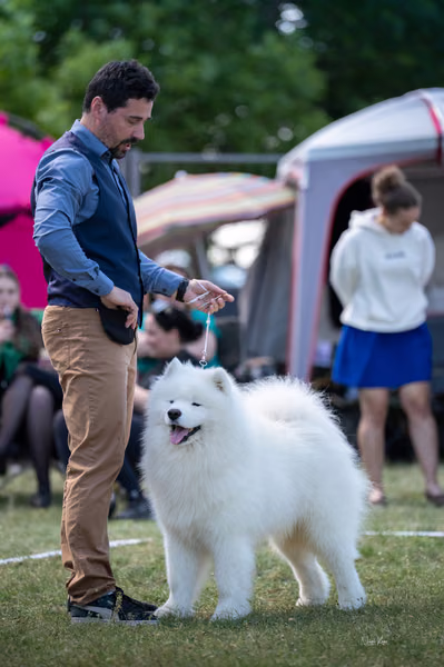 Samojed klub SK – Champion