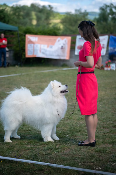 Samojed klub SK – Champion