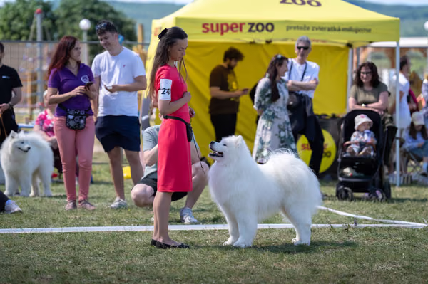 Samojed klub SK – Champion