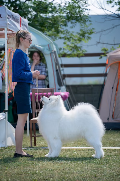 Samojed klub SK – Champion