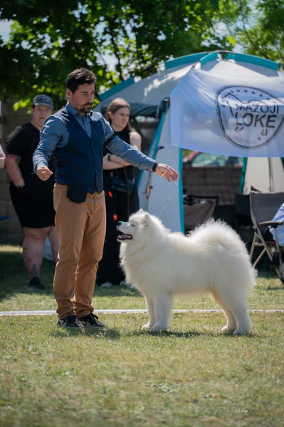 Samojed klub SK – Champion