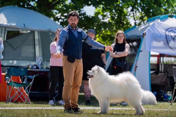 Samojed klub SK – Champion