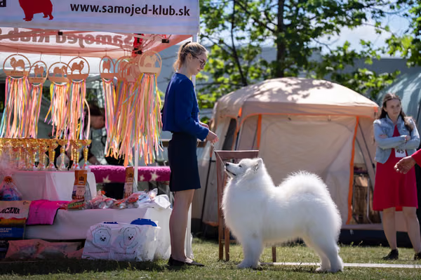 Samojed klub SK – Champion