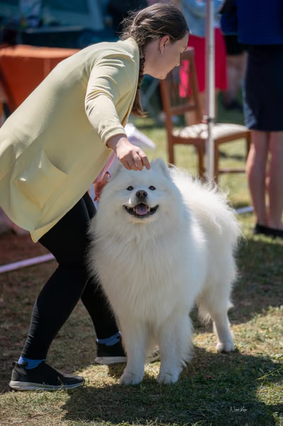 Samojed klub SK – Champion