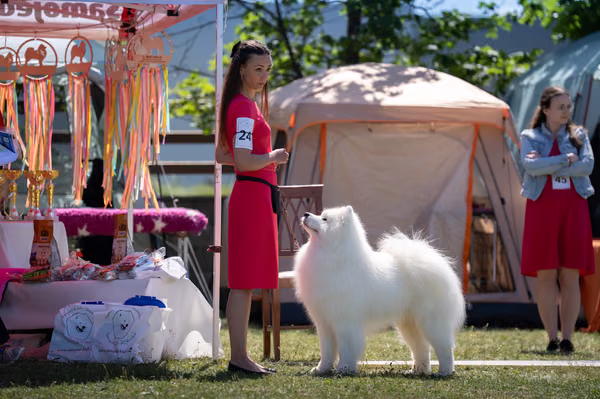 Samojed klub SK – Champion