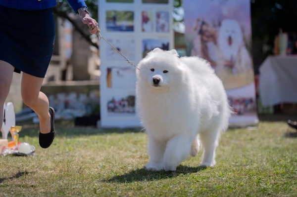 Samojed klub SK – Champion
