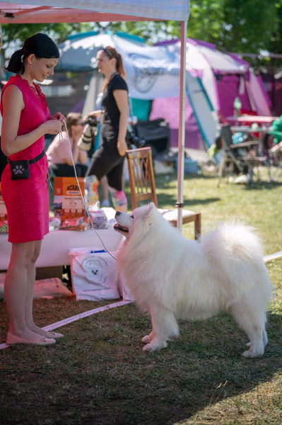 Samojed klub SK – Honor