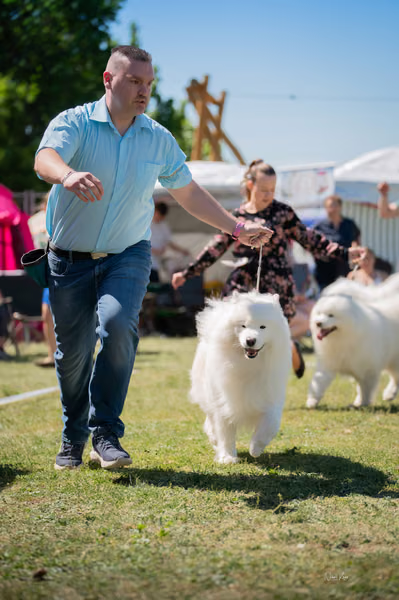 Samojed klub SK – Honor