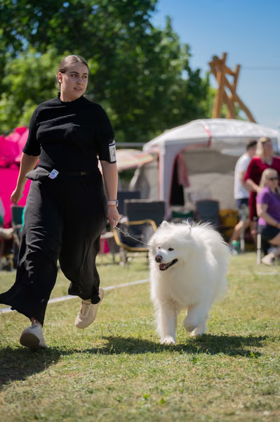 Samojed klub SK – Honor