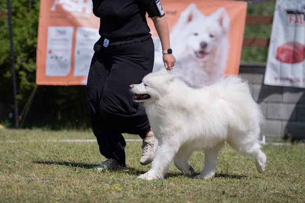 Samojed klub SK – Honor