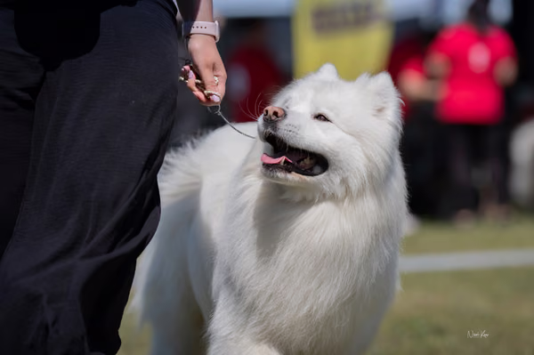 Samojed klub SK – Honor
