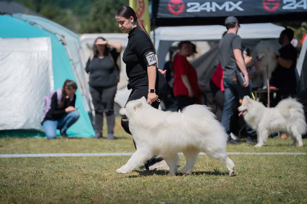 Samojed klub SK – Honor