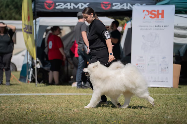 Samojed klub SK – Honor