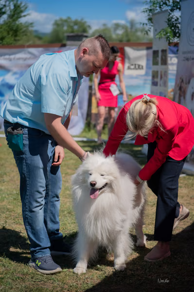 Samojed klub SK – Honor